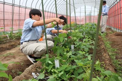 「ダイズ５０品種」栽培中