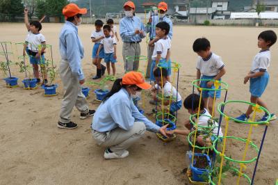 ミニトマト定植成功！